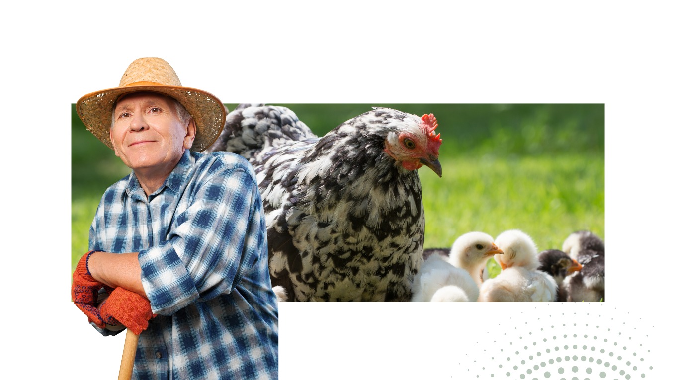 STF forma maioria para rejeitar ADPF que questiona intervalos dos trabalhadores do setor avícola